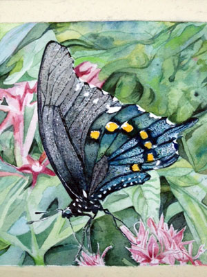 Papilio